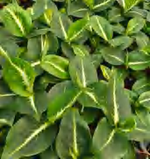Dieffenbachia Chinese Cabbage TC | Grower's Choice, Foshan Collection