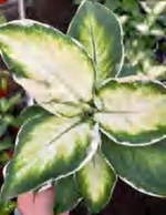 Dieffenbachia “Moon Light” TC | Grower's Choice, Foshan Collection