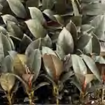 Ficus Elastica Abidjan TC | Grower's Choice, Foshan Collection