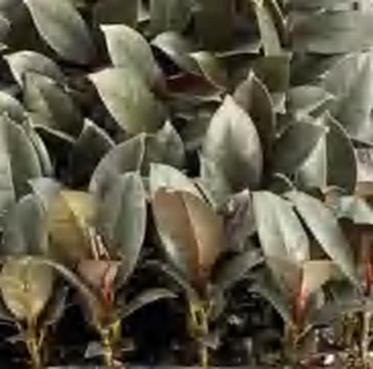 Ficus Elastica Abidjan TC | Grower's Choice, Foshan Collection