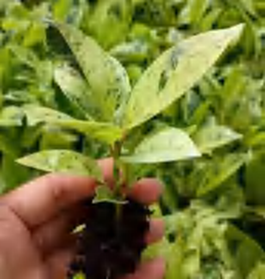 Ficus Elastica Shivereana TC | Grower's Choice, Foshan Collection