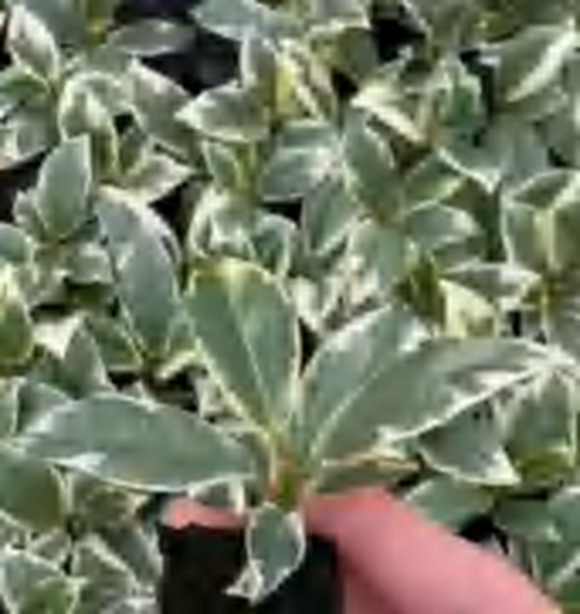 Ficus Elastica Tineke TC | Grower's Choice, Foshan Collection