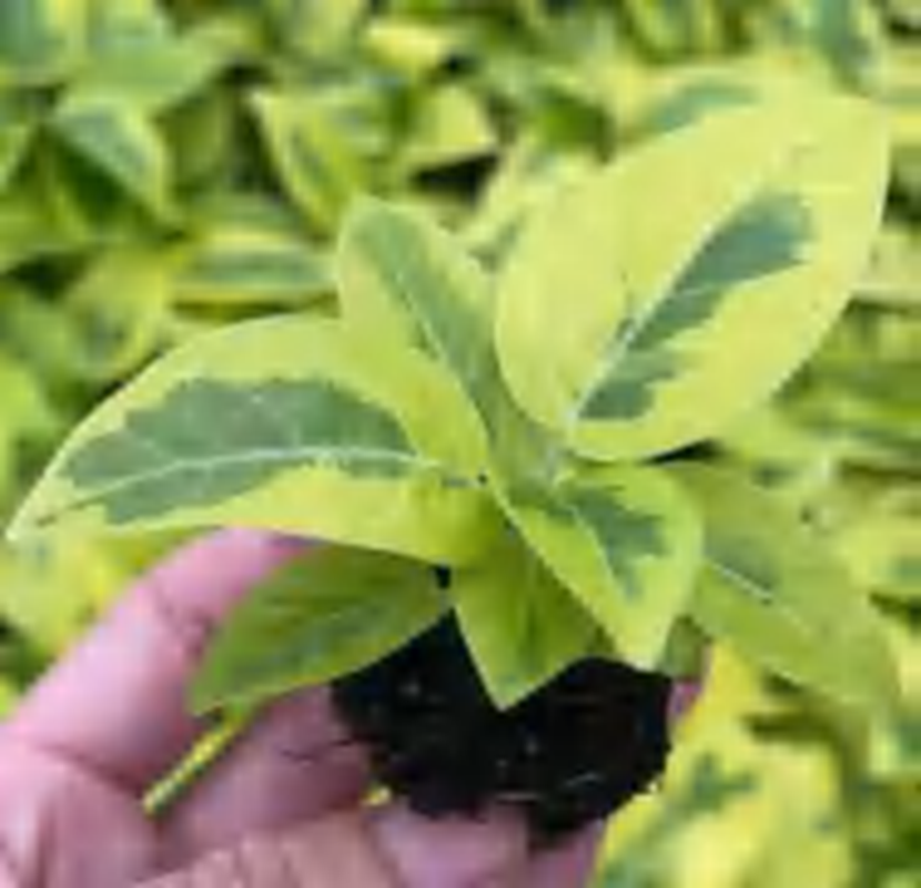 Ficus Altissima Cv Variegated TC | Grower's Choice, Foshan Collection