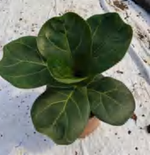 Ficus Lyrata Bambino TC | Grower's Choice, Foshan Collection