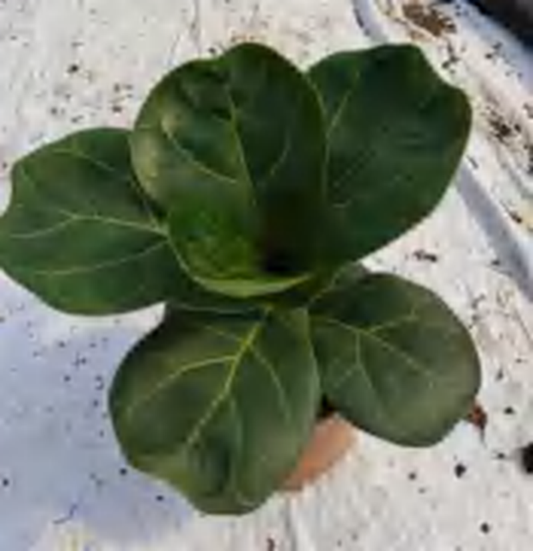Ficus Lyrata Bambino TC | Grower's Choice, Foshan Collection