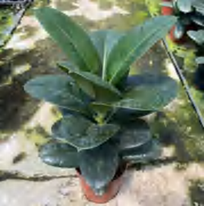 Ficus Sofia /Green Prince TC | Grower's Choice, Foshan Collection