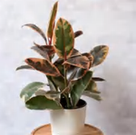Ficus Elastica Ruby TC | Grower's Choice, Foshan Collection