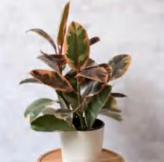 Ficus Elastica Ruby TC | Grower's Choice, Foshan Collection