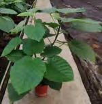 Ficus Umbellata TC | Grower's Choice, Foshan Collection