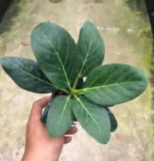 Ficus Elastica 'Schryveriana' TC | Grower's Choice, Foshan Collection