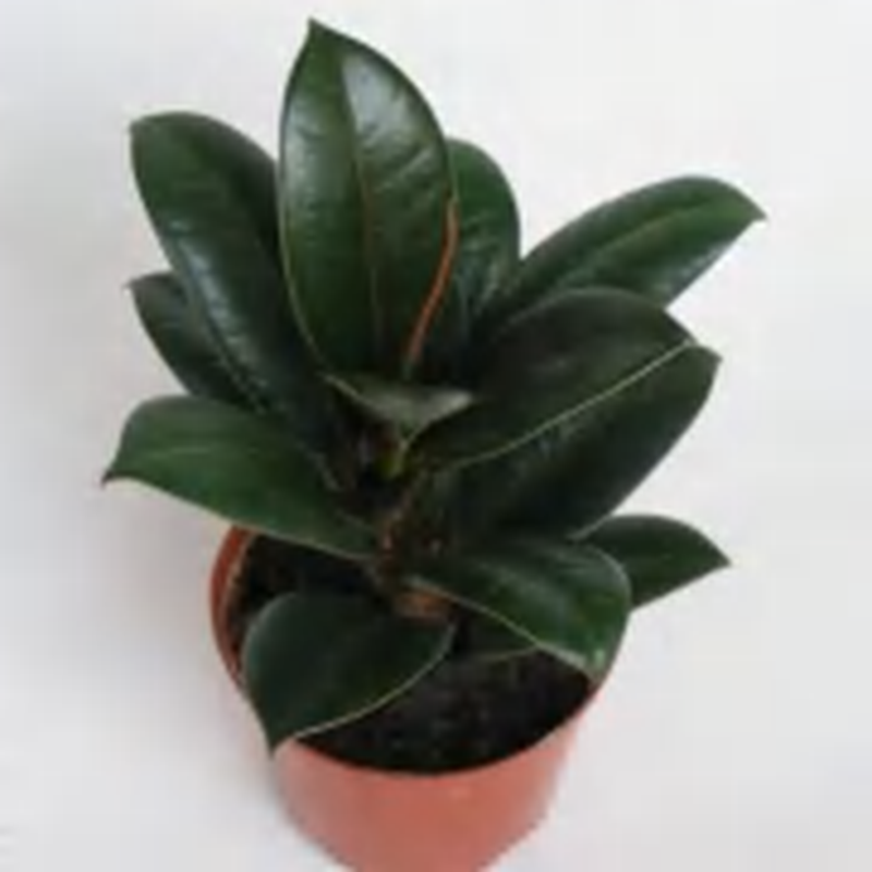 Ficus 'Melany' TC | Grower's Choice, Foshan Collection