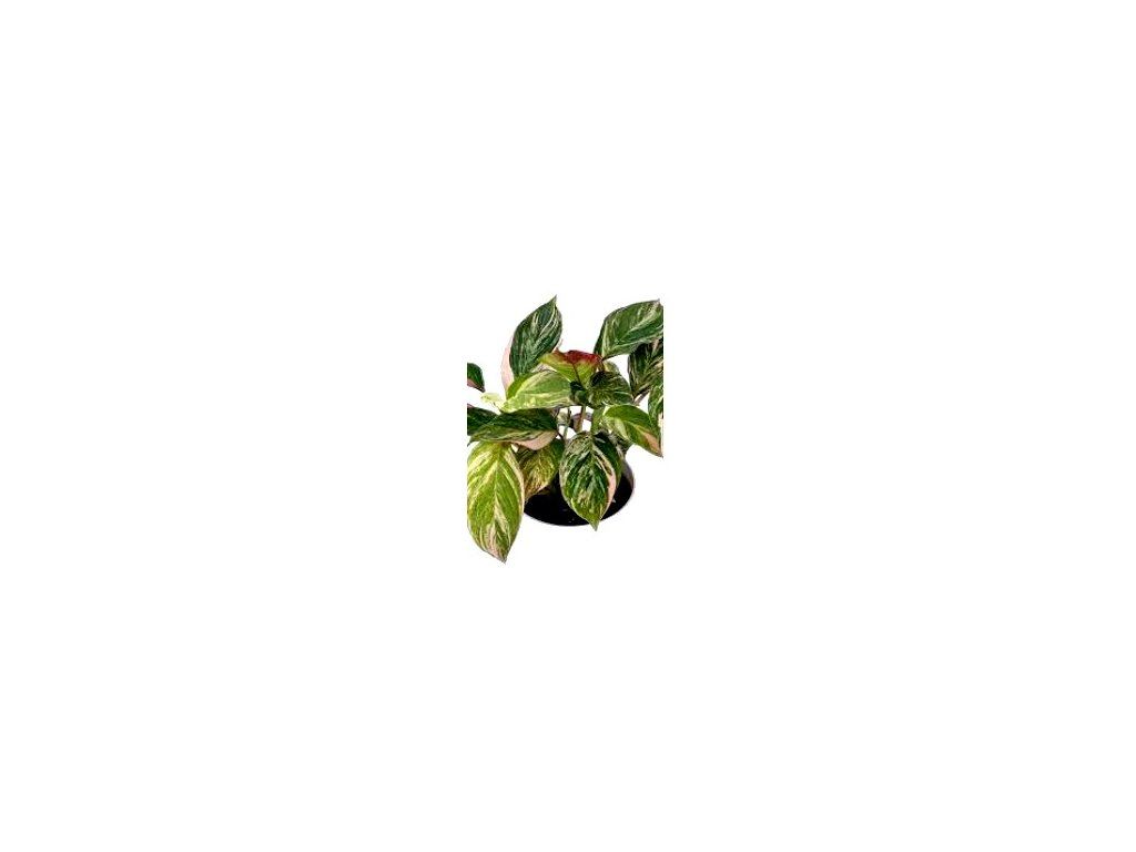 calathea 'Glaza' | Seller's Choice, Hong Kong Collection