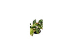 calathea 'Glaza' | Seller's Choice, Hong Kong Collection