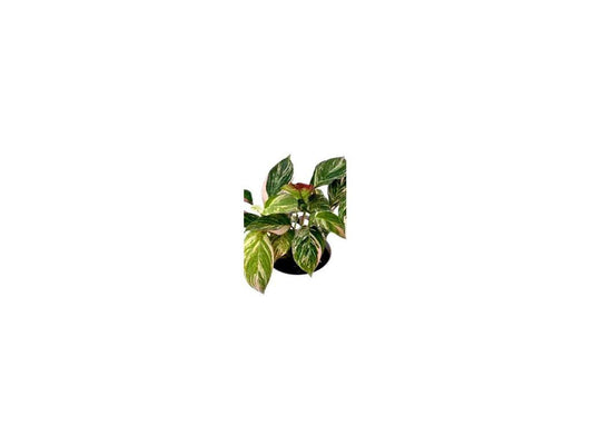 calathea 'Glaza' | Seller's Choice, Hong Kong Collection