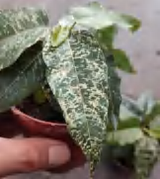 Ficus Cotton Color TC | Grower's Choice, Foshan Collection