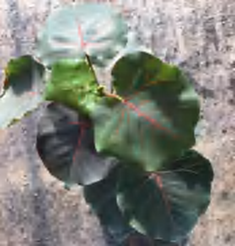 Ficus Petiolaris TC | Grower's Choice, Foshan Collection