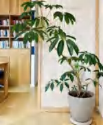 Tupidanthus Calyptratus TC | Grower's Choice, Foshan Collection