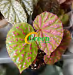 Begonia Round Powder Leaf TC | Grower's Choice, Foshan Collection