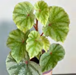 Begonia Bath Oil TC | Grower's Choice, Foshan Collection