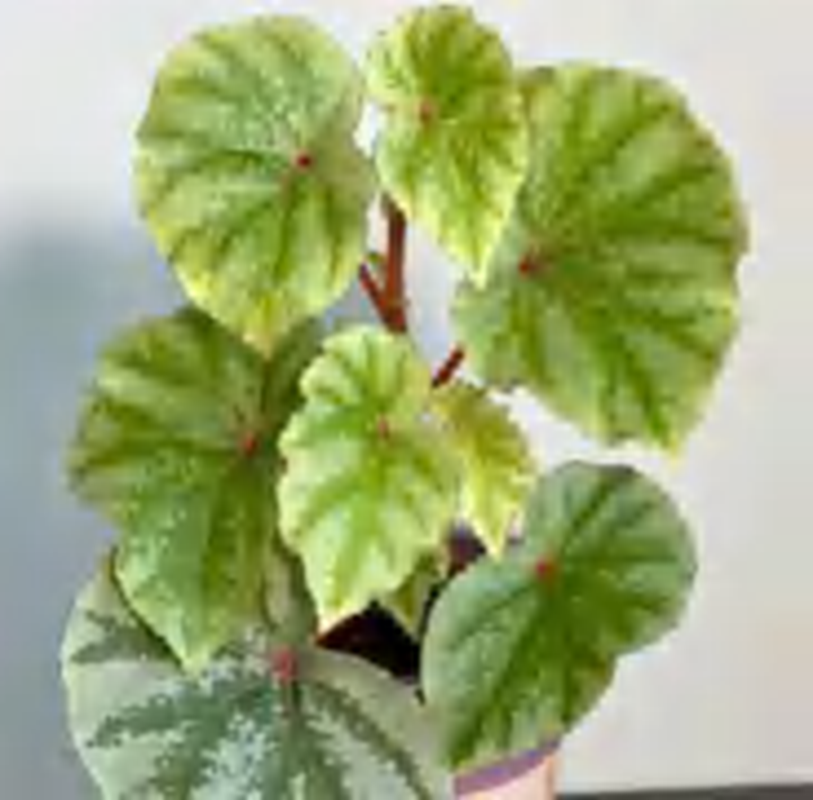 Begonia Bath Oil TC | Grower's Choice, Foshan Collection