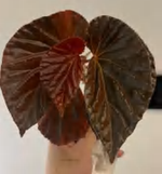 Begonia Black Blood TC | Grower's Choice, Foshan Collection