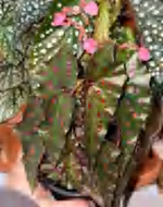 Begonia Mackerel Powder TC | Grower's Choice, Foshan Collection