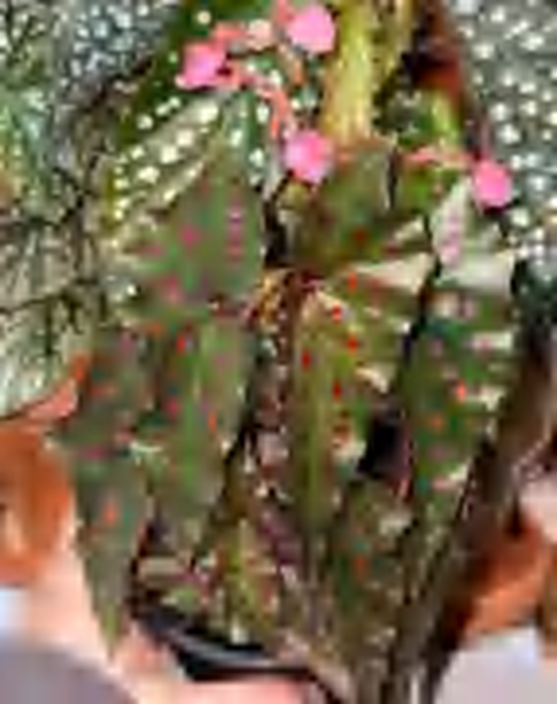 Begonia Mackerel Powder TC | Grower's Choice, Foshan Collection