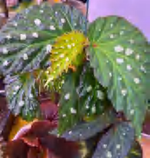 Begonia Mantuk TC | Grower's Choice, Foshan Collection