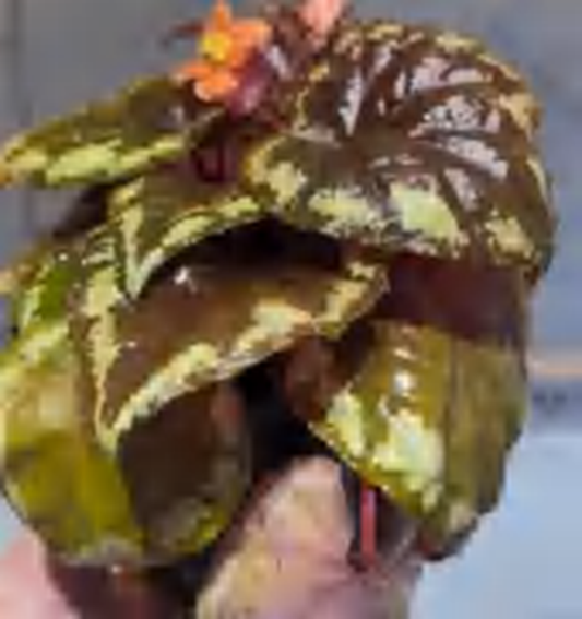 Begonia Golden Hearted TC | Grower's Choice, Foshan Collection