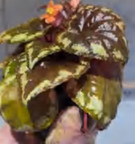 Begonia Golden Hearted TC | Grower's Choice, Foshan Collection