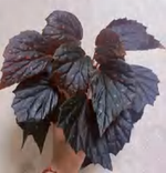Begonia Chantrieri TC | Grower's Choice, Foshan Collection