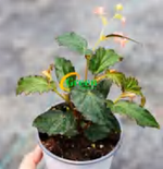 Begonia Tiny Gem TC | Grower's Choice, Foshan Collection