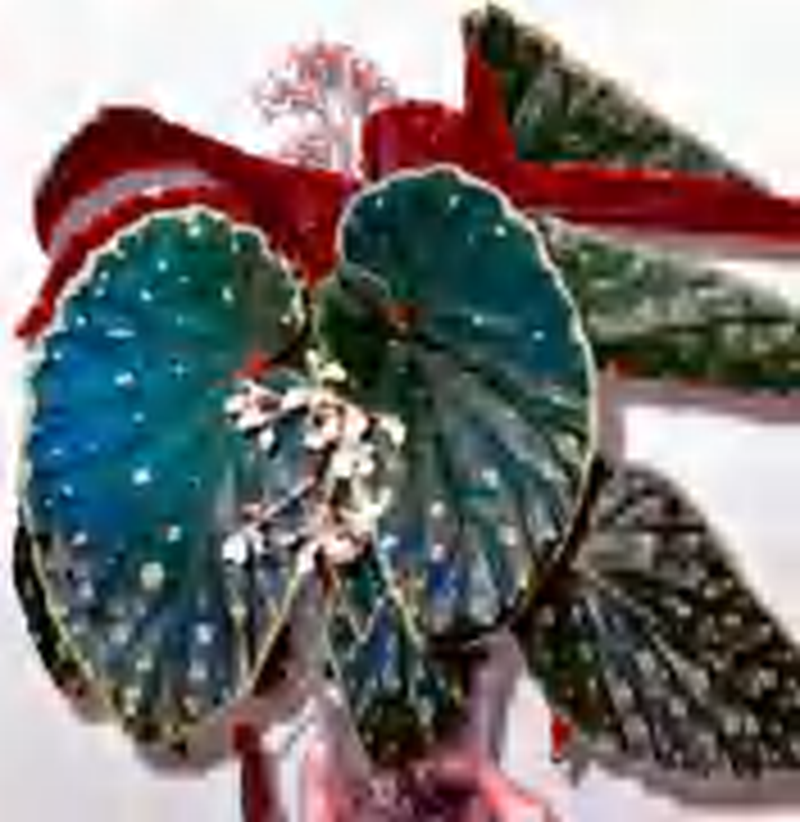 Begonia Darthvaderiana Dot TC | Grower's Choice, Foshan Collection