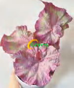 Begonia 'Panther' Pink Variegated TC | Grower's Choice, Foshan Collection