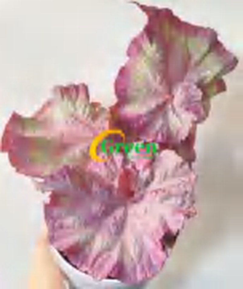 Begonia 'Panther' Pink Variegated TC | Grower's Choice, Foshan Collection