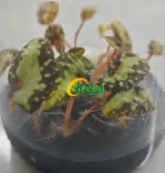 Begonia Thousand Stars TC | Grower's Choice, Foshan Collection