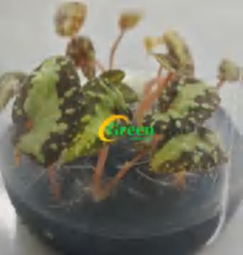 Begonia Thousand Stars TC | Grower's Choice, Foshan Collection