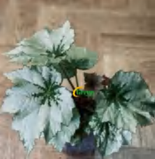 Begonia Holiday Snowflakes TC | Grower's Choice, Foshan Collection
