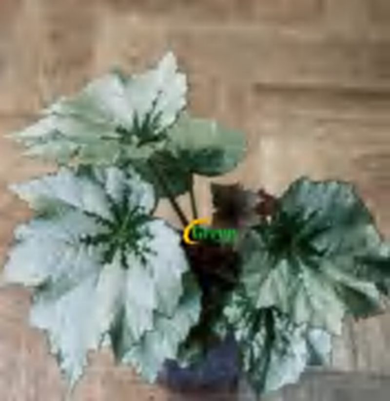 Begonia Holiday Snowflakes TC | Grower's Choice, Foshan Collection