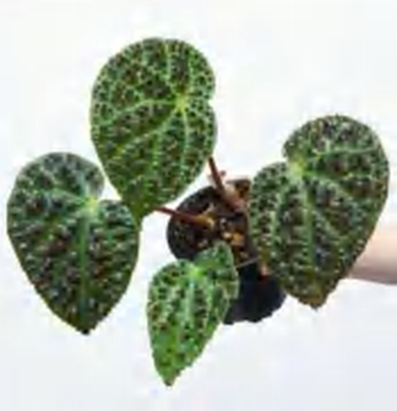Begonia Ferox TC | Grower's Choice, Foshan Collection