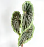 Begonia Baramensis TC | Grower's Choice, Foshan Collection