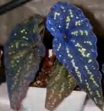 Begonia Pandora TC | Grower's Choice, Foshan Collection