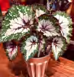 Begonia Legendary Landscape Painting TC | Grower's Choice, Foshan Collection