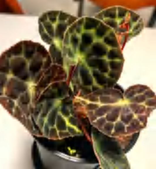 Begonia Tanjiewhoeii TC | Grower's Choice, Foshan Collection
