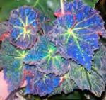 Begonia Brook Crystal TC | Grower's Choice, Foshan Collection