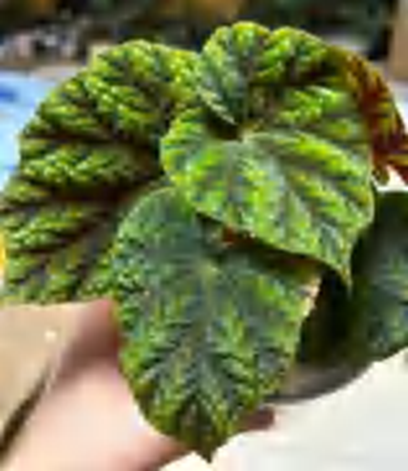 Begonia Pseudoedulis TC | Grower's Choice, Foshan Collection