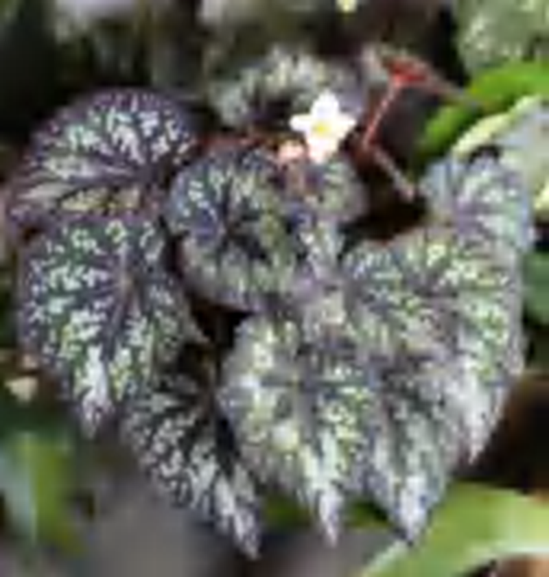 Begonia Fairy Tales TC | Grower's Choice, Foshan Collection