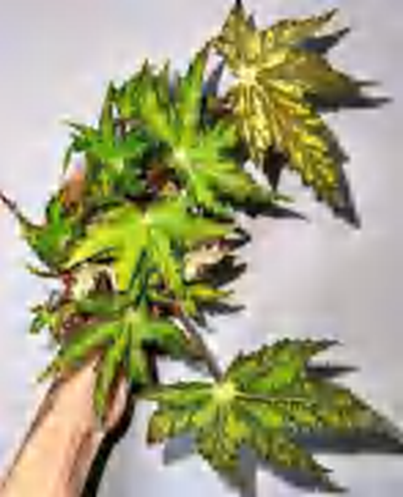 Begonia Geometry TC | Grower's Choice, Foshan Collection