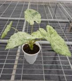 Alocasia odora variegata 'Batik' TC | Seller's Choice, Hong Kong Collection