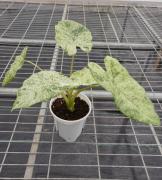 Alocasia odora variegata 'Batik' TC | Seller's Choice, Hong Kong Collection